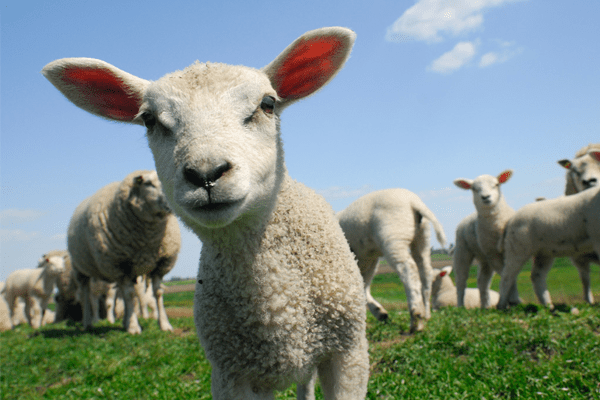 Những trường hợp nào thì nên dùng nhau thai cừu sẽ tốt nhất